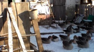 Особенности разведения гусей в зимнее время.Как гуси переносят холод.