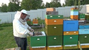Двухматочное содержание пчел в десятирамочном Дадане. Часть 2. Плюсы и минусы.