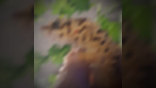 Экзотические твари! #ящерицы, #эублефар смотреть онлайн