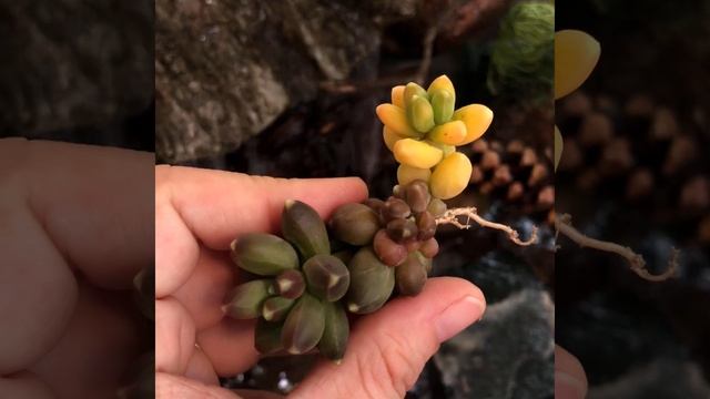 Pachyphytum Compactum Variegata смотреть онлайн