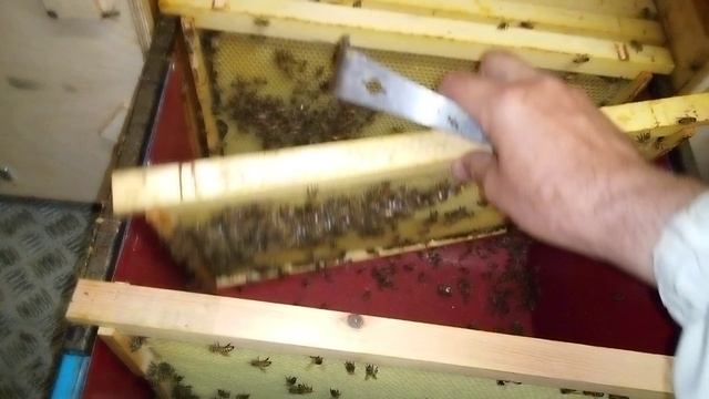 бакфаст в павильоне смотреть онлайн