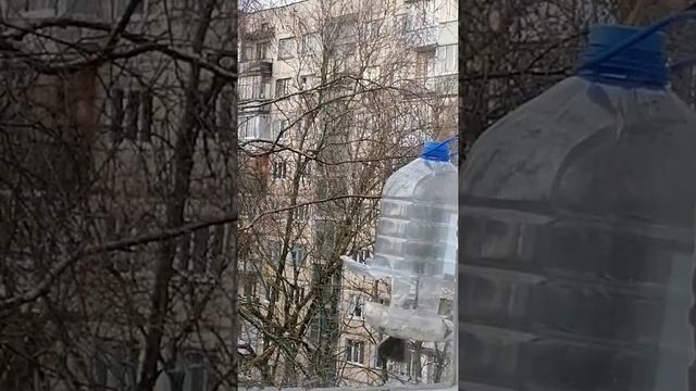 Как дружат воробьи и синицы в одной кормушке. Характеры птиц. смотреть онлайн