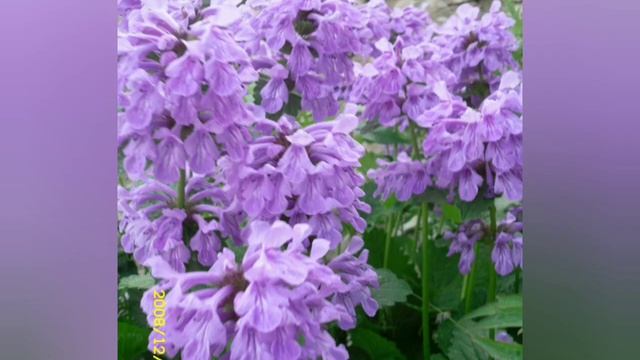 ЦВЕТЫ МНОГОЛЕТНИЕ ПОЧТОЙ смотреть онлайн