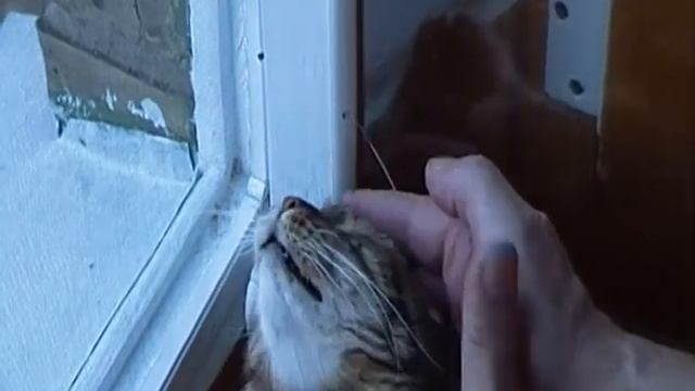 таблетки для бори.MP4