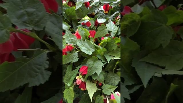 Brazilian Bell Flower 紅燈籠 ウキツリボク Канатник мегапотамский (Abutilon megapotamicum) смотреть онлайн
