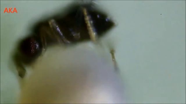 Трихограмма и хлопковая совка смотреть онлайн