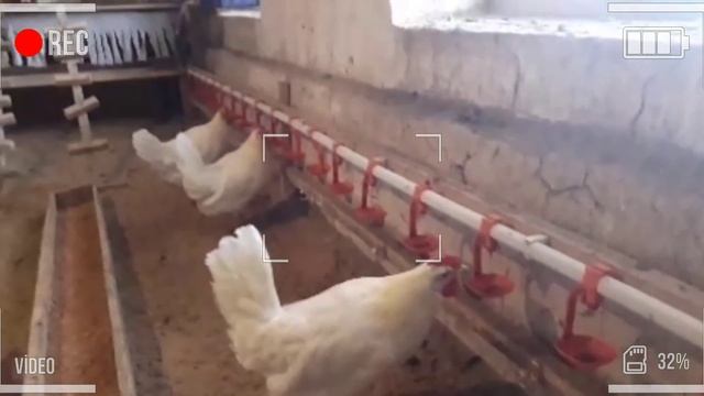 TOVUQ KASALLIKLARI /  грипп товук / CHUMA KASALLIGINI QANDAY DAVOLASH / чумо касал/  порода Леггорн