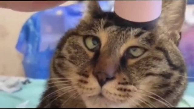 Бравл старс скачать бесплатно смотреть онлайн