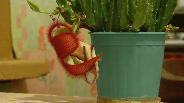 Стапелия в цвету. смотреть онлайн