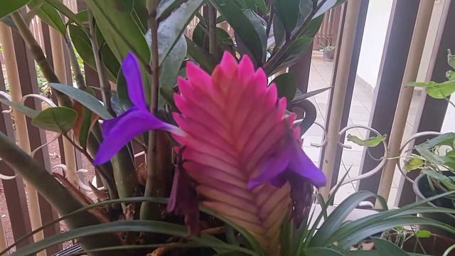 Bromelia Tillandsia flores sequenciais lindíssimas!!! смотреть онлайн