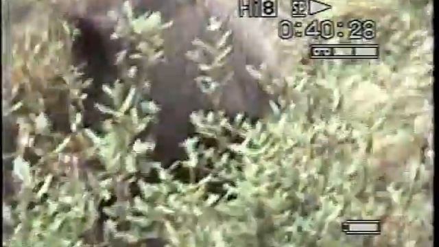Canada - Strada dei laghi - Orso bruno sul bordo della strada - Animali Supergreen смотреть онлайн