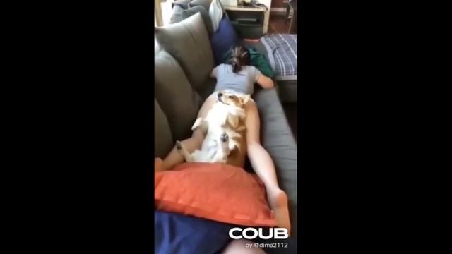 ПОДБОРКА ПРИКОЛОВ С ЖИВОТНЫМИ. КОРОТКИЕ СМЕШНЫЕ ВИДЕОНАРЕЗКИ #Shorts (#13) смотреть онлайн