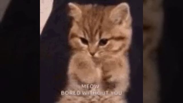 VID-20230206-WA0002.mp4