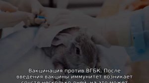 Раббивак V для кроликов — инструкция