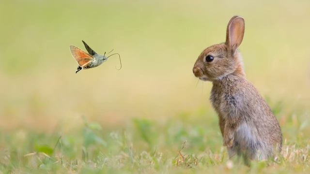 Картинка животное. Трава, луг, кролик, мотылек, насекомое, животные, природа. смотреть онлайн