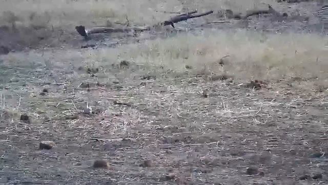 Djuma: Blacksmith Lapwing, Red-billed Hornbill and African Hoopoe - 07:50 - 09/01/21 смотреть онлайн