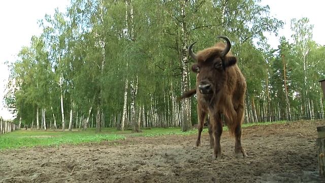 Окский Заповедник смотреть онлайн
