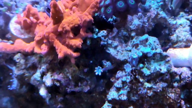 Распил, размножение Эуфилии. Морской аквариум Андрея смотреть онлайн