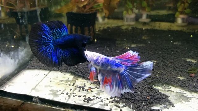 Петушок Хальфмун Черная орхидея .В зависимости от освещения может отливать зеленым, серым или синим смотреть онлайн