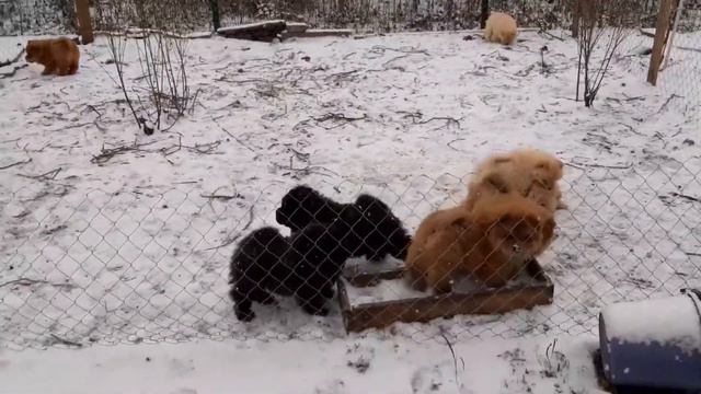 Чау чау щенки Екатеринбург смотреть онлайн