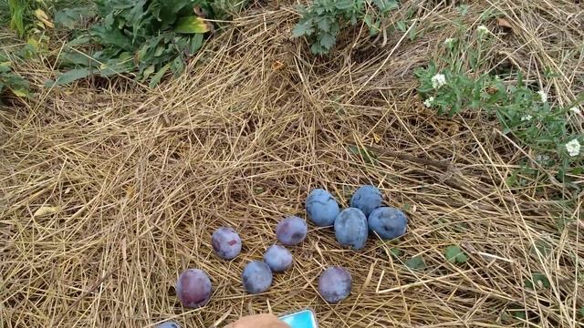 Слива "Анна Шпет".Неперевершений смак. смотреть онлайн