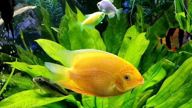 Разнообразие рыб в аквариуме 300 литров смотреть онлайн