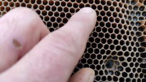 Пчеловодство.Пчеломатки гонят расплод зимой .Экстренно добавляю медовые рамки с медом в разрез клуб