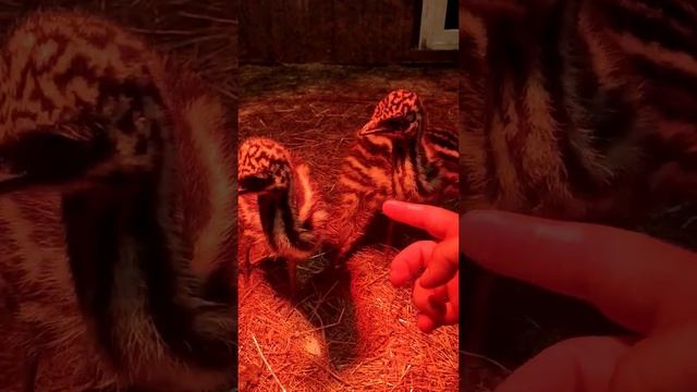 ЗАБАВНЫЕ СТРАУСЯТА ❤️ смотреть онлайн