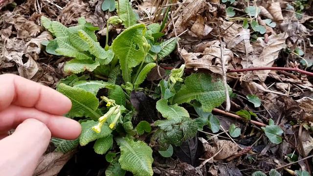 Hohe Schlüsselblume - Erste Boten - 26.03.18 (Primula elatior) - Pflanzen-Bestimmung смотреть онлайн