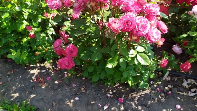 Роза Доктор Массад (Docteurs Massad)