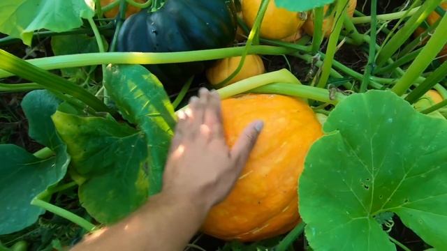 #66. Как сохранить помидоры? [Жизнь на своей земле] смотреть онлайн