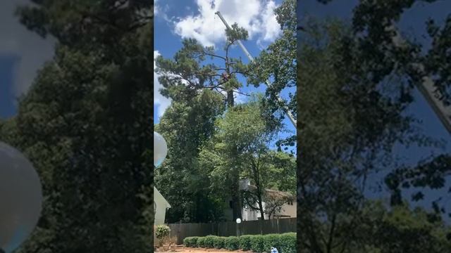 Giant Pine Tree Removal Part 2 смотреть онлайн
