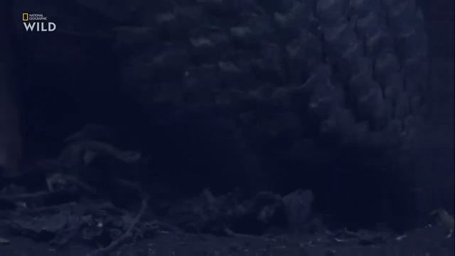 Nat Geo Wild.Дикая природа Тайваня. Остров джунглей. смотреть онлайн