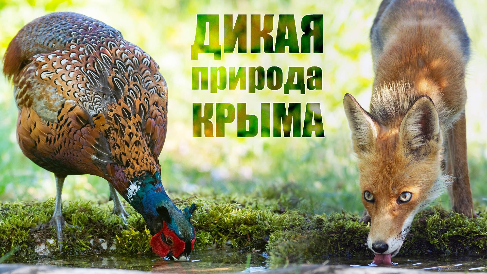 Дикая Природа Крыма. Один день их жизни фото-скрадка. смотреть онлайн