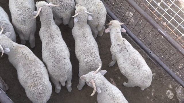 Reid Redden - Sheep & Goat - Docking Tails смотреть онлайн