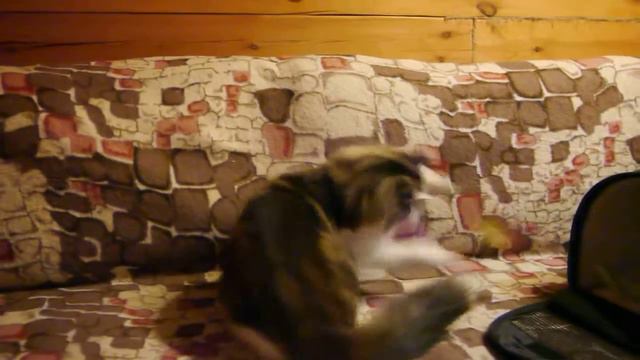 Норвежский лесной кот Klifford On Fashion Peak перед дальней дорогой смотреть онлайн