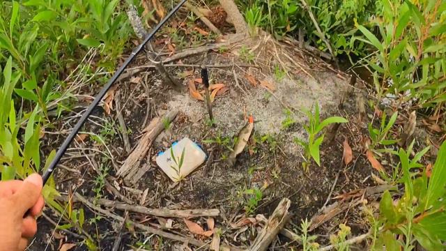 Essa simples ISCA vai te surpreender - PESCARIA de Traíras no ultralight смотреть онлайн