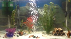 Рыбки в аквариуме