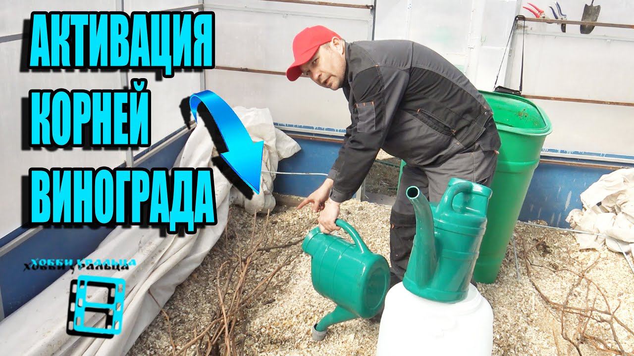 ПРОБУЖДЕНИЕ КОРНЕЙ ВИНОГРАДА. ПОЛИВ И ПОДКОРМКА ВИНОГРАДА ВЕСНОЙ. СЕВЕРНЫЙ ВИНОГРАДНИК 5-21 смотреть онлайн