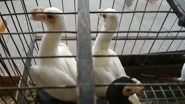 Голуби КАРЬЕРЫ. | Породы декоративных голубей смотреть онлайн