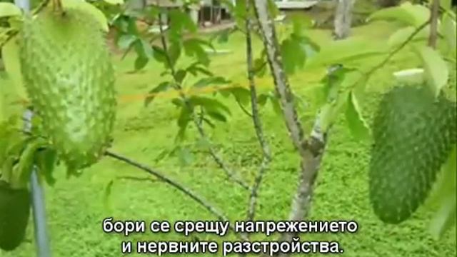 Лечението на рак с Гравиола- БГ субтитри