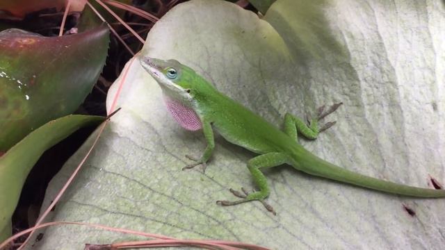 Happy Easter 2018 смотреть онлайн