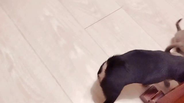 Поспали, поели-пора и поиграть. Малыши #чихуахуа. Питомник #чихуахуа Artadosa +79616914125 смотреть онлайн