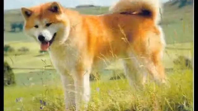 Akita Inu смотреть онлайн