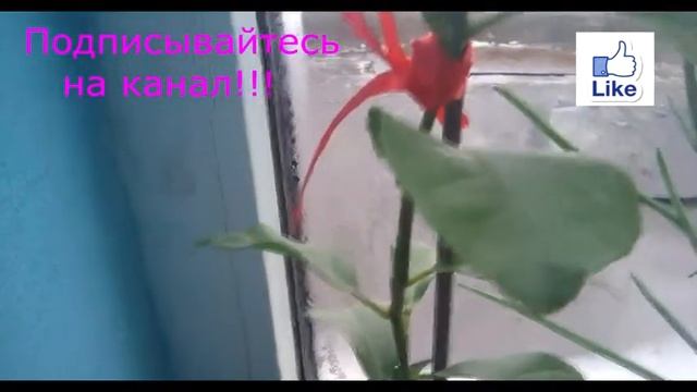 Лимон! Выращивание в домашних условиях!!!