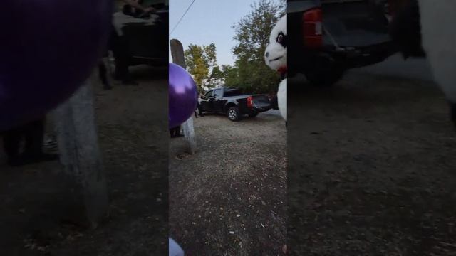 Удивляем ИМЕНИННИЦУ.?А так слабо?. Для Панды Бамбук нет таких слов. ? смотреть онлайн