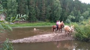 Купание коней