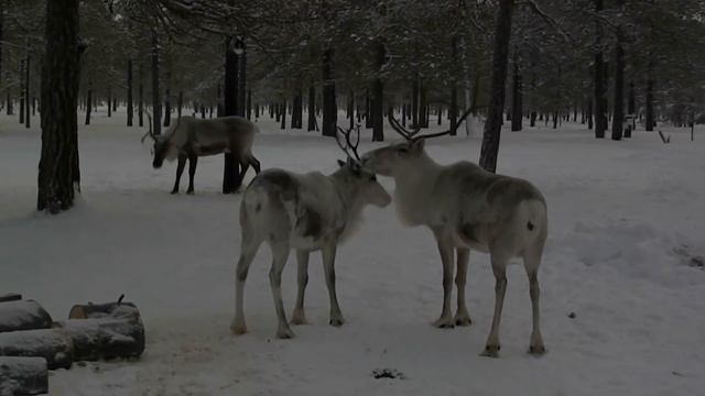 Зимния рыбалка , Ловим Сырка смотреть онлайн