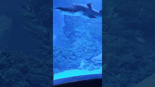 акулы в океанариуме Бангкока смотреть онлайн