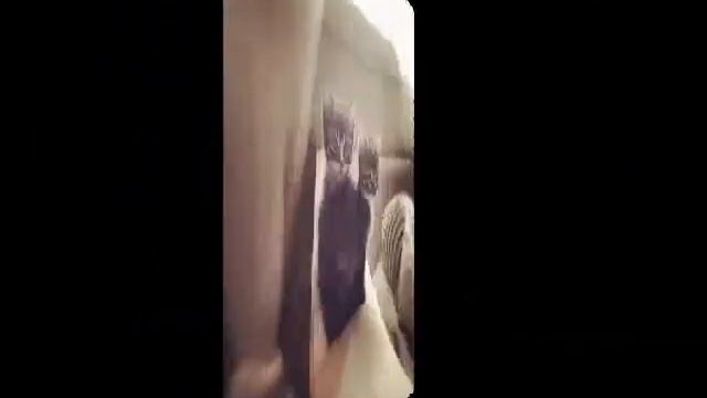 Фото красивых кошек